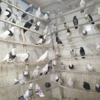 پنجاه عدد کبوتر|پرنده|پیر بکران, |دیوار