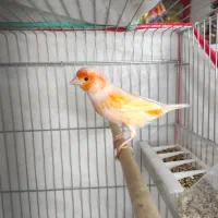 قناری نر مست مست|پرنده|خورموج, |دیوار