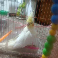 عروس هلندی لوتینو