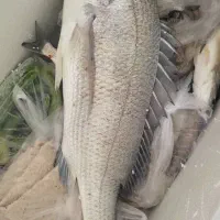 تورماهیگیری جاروفی کنارساحل دریا و راهبند رودخانه|ماهیگیری|بوشهر, |دیوار