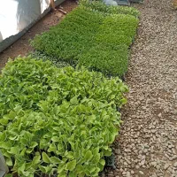 نشا|گل و گیاه طبیعی|گرمسار, |دیوار
