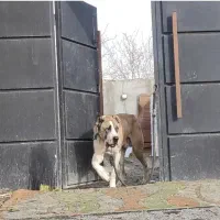 پلنگ|سگ|ماهدشت, |دیوار