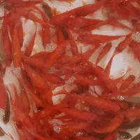 فروش عمده ماهی قرمز مازندمیرکا