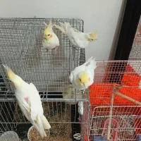 عروس هلندی