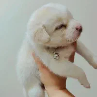 سگ میکس شیتزو پامر