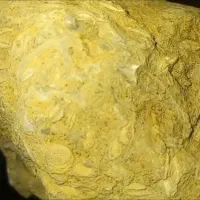 فروش فسیل صدف و دربوکان|کلکسیون اشیاء عتیقه|بوکان, |دیوار