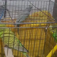 مرغ عشق|پرنده|لنجان, |دیوار