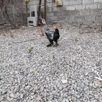 فروش جوجه خروس ۷ماهه سلطان|حیوانات مزرعه|پارس‌آباد, |دیوار