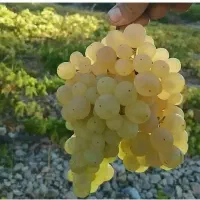 نهال فروشی علی همراهی|خدمات باغبانی و درختکاری|یزد, |دیوار