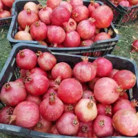 انار دونه سرخ خراشه|خوردنی و آشامیدنی|یزد, |دیوار