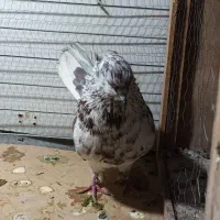 کفتر گرگانی نرو ماده جوان