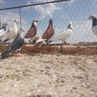 کبوتر پرشی آس