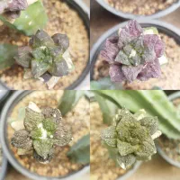 کاکتوس کلکسیونی ابلق