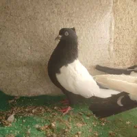 ۶ تا کفتر . کبوتر|حیوانات|مشهد, شهرک مهر آباد|دیوار