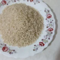 برنج تازه کشت امسال