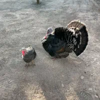 بوقلمون نر و ماده|حیوانات مزرعه|تهران, خلازیر|دیوار