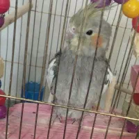 فروش عروس هلندی