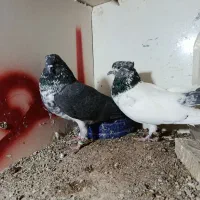 کبوتر|پرنده|گرمسار, |دیوار