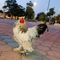 مرغ و خروس برهما