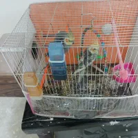 عروس هلندی|پرنده|چناران, |دیوار