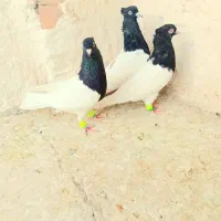 کبوتر یا کفتر کله سیاه|پرنده|مشهد, شهرک شیرین|دیوار