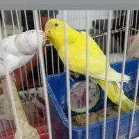 مرغ عشق نر و ماده