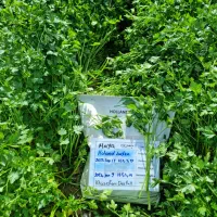 بذر جعفری مایا شرکت هلند زادن 5 کیلویی (تولید2022)