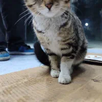 گربه خونگی واگذاری