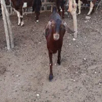 بز نذار