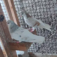 کبوتر، کبوتر ساده