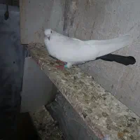 پرنده