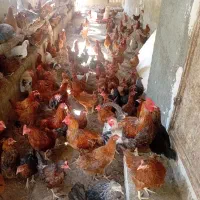 مرغ گلپایگانی، رسمی