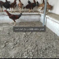 ۲۷ مرغ خروس نیمچه جوجه لاری|حیوانات مزرعه|بندرعباس, |دیوار