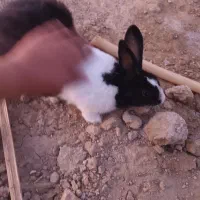 ۷تا مرق تخم گزار با خروس داریم با خرگوش