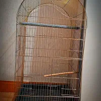 قفس تمیز و سالم طوطی