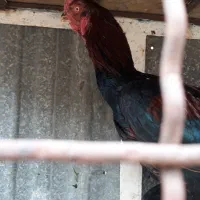 مرغ خروس لاری ومینیاتوری|حیوانات مزرعه|دشتابی, |دیوار