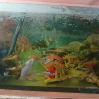 ماهی آکواریومی آب سرد