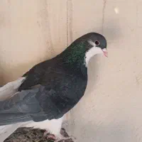 چپ ویال زرد شیرازی