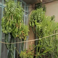 افوربیا عمده و تکی|گل و گیاه طبیعی|شاهرود, |دیوار