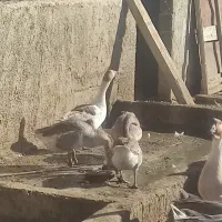 فروش غاز محلی|حیوانات مزرعه|بهشهر, |دیوار