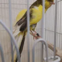 جفت قناری رسمی بلند