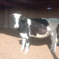 گوساله و تلیسه آبستن گاو