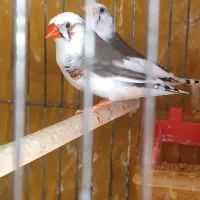 دو جفت فنچ ابلغ مولد