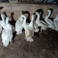 جوجه قو غاز لیندا(اصل)