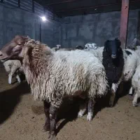 بره پروار