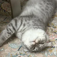 واگذاری بریتیش ۶ ماهه|گربه|ایرانشهر, |دیوار