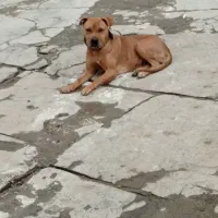 سگ پیتبول و گریت دین|سگ|تهران, لاله زار|دیوار