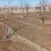 باغ|خدمات باغبانی و درختکاری|ازنا, |دیوار