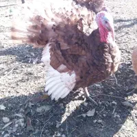 پنج عدد بوقلمون دو ساله نژاد بوربون ارگانیک|حیوانات مزرعه|سقز, |دیوار