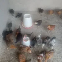 حیوان خونگی